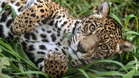 Imagen de archivo. Un jaguar descansa en la asociación Mata Ciliar para la conservación de la biodiversidad en Sao Paulo, Brasil, el 29 de mayo de 2025.
