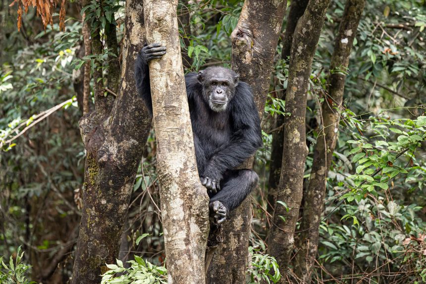 New research suggests that ancient viruses could have contributed to the evolutionary process that resulted in humans, chimpanzees and macaques.