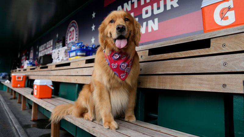 Washington Nationals’ ‘top paw-spect’ makes MLB debut… Bruce the Bat Dog | CNN