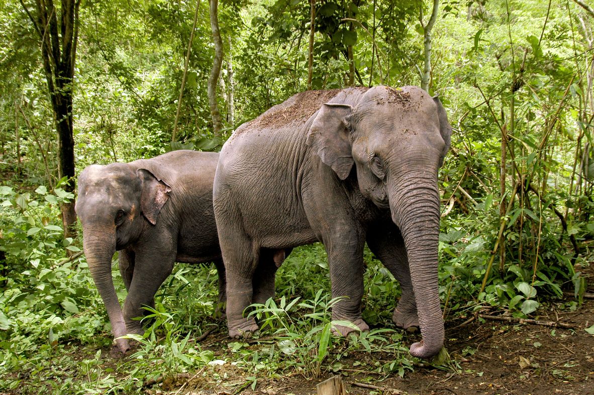 Elephants are a vital “<a href="https://www.ifaw.org/journal/elephants-ecological-engineers" target="_blank">ecosystem engineer</a>” that disperses seeds, opens forest pathways, and maintains and creates watering holes for other creatures. The Asian elephant is <a href="https://www.iucnredlist.org/fr/species/7140/45818198" target="_blank">endangered</a>, with just over 3,100 individuals estimated in the wild in Thailand.