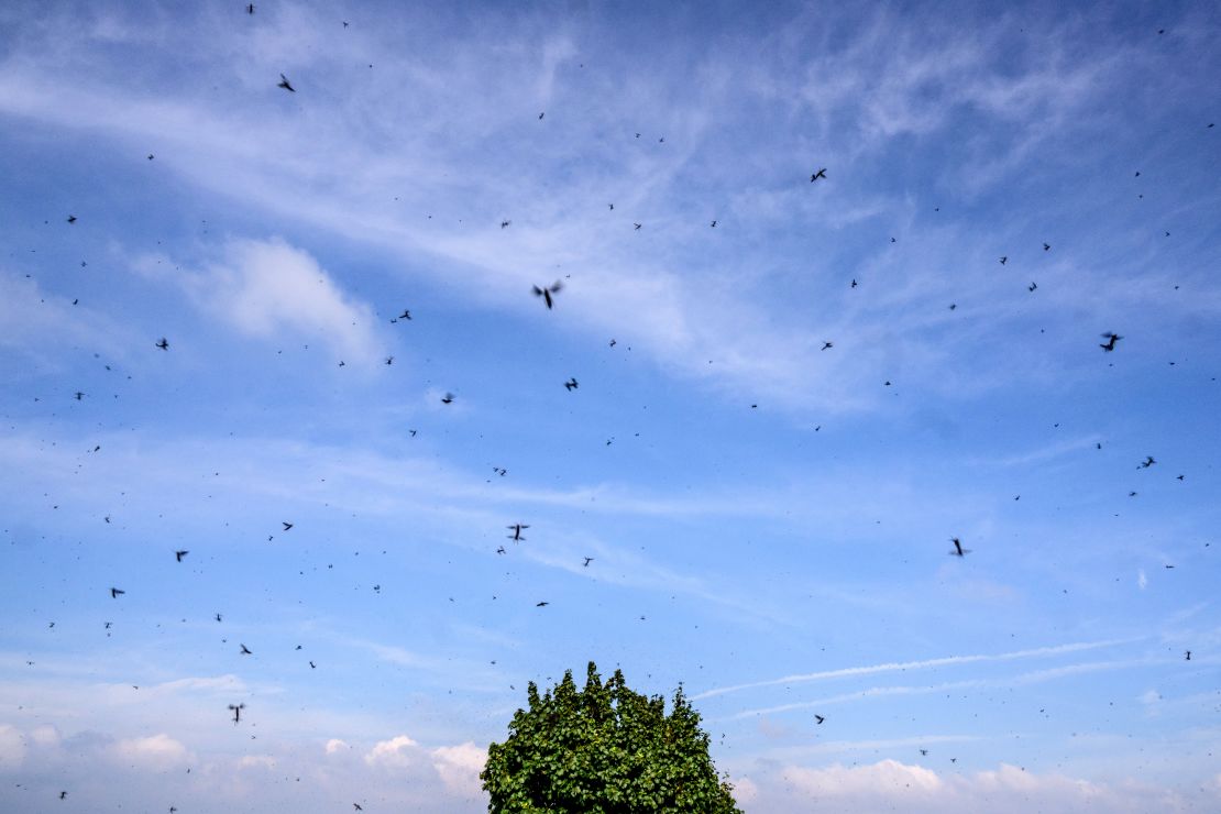 The insects, known scientifically as Plecia longiforceps, pictured flying over a tree at Mount Gyeyang on July 3, 2025.
