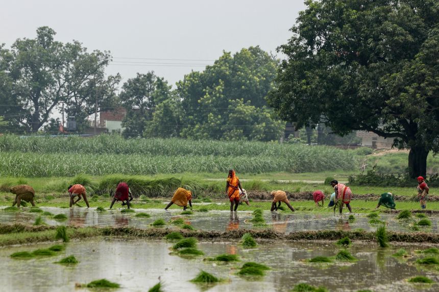 Farmers plant rice saplings in a waterlogged paddy field in Uttar Pradesh on July 12, 2025.