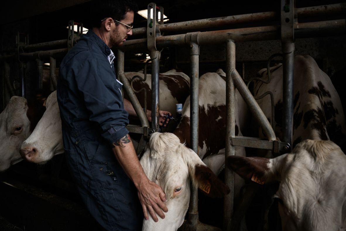 A veterinarian vaccinates cows against dermatosis at a farm in Aviernoz, France, on Tuesday, July 22.