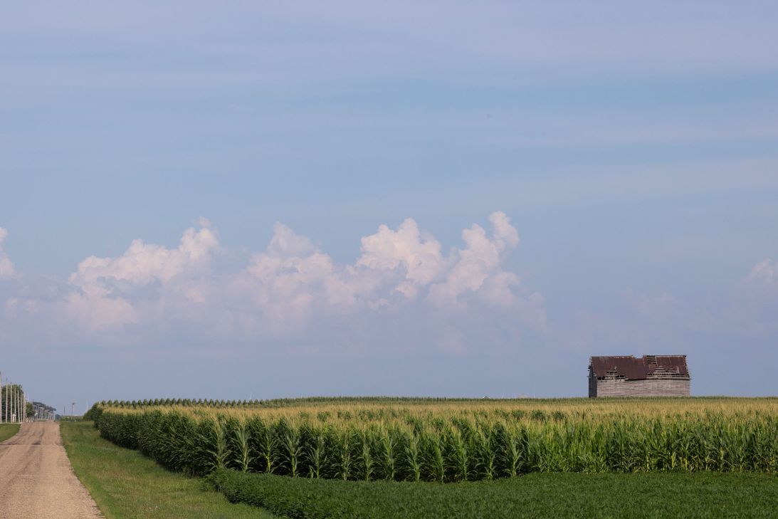 Corn grows in a field near Clinton, Illinois, in July.
