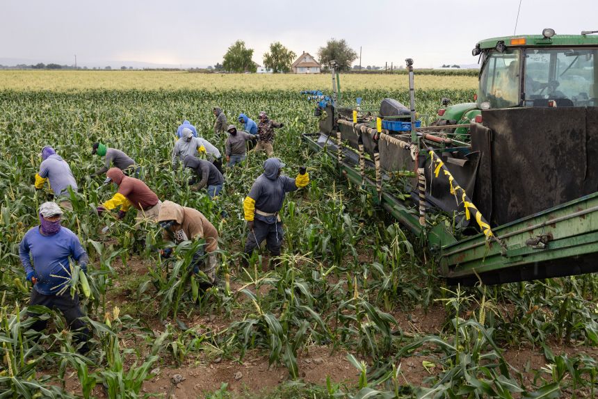 Workers harvest corn at Yakama Nation Farms in Wapato, Washington, on July 31.