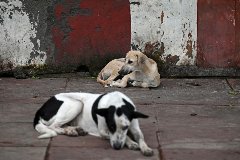 Stray dogs rest on a footpath in New Delhi on August 12, 2025.