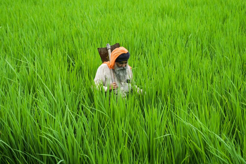 A farmer walks across his paddy field in Punjab on August 25, 2025.