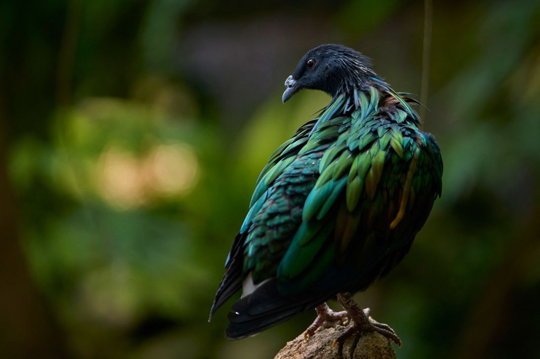 Biotech company pronounces ‘pivotal step’ in effort to carry again the dodo | The Gentleman Report