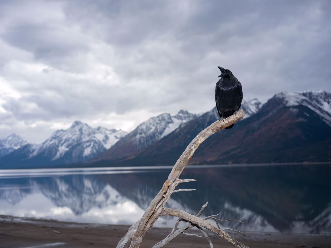 A raven on the banks of Jackson Lake in Grand Teton National Park, Wyoming, on October 14.