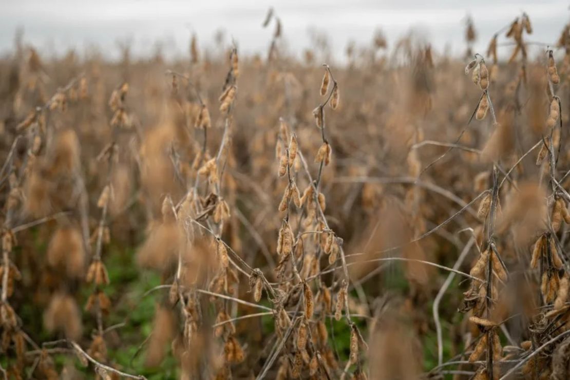 Campos de soja en una granja en Pemberton, Nueva Jersey, el 14 de octubre.