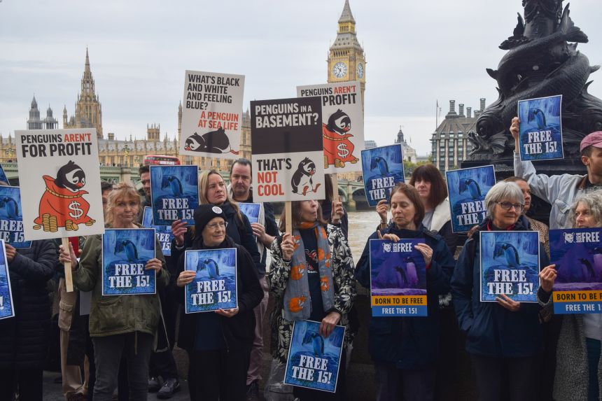 Protesters on October 19 demanded the release of the penguins.