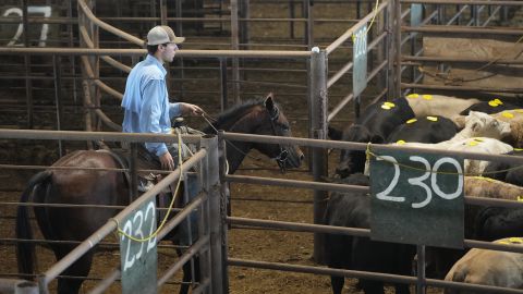 A cattle rancher moves cattle into pens at the Cattlemen's Columbus Livestock Auction in Columbus, on October 8, 2025.