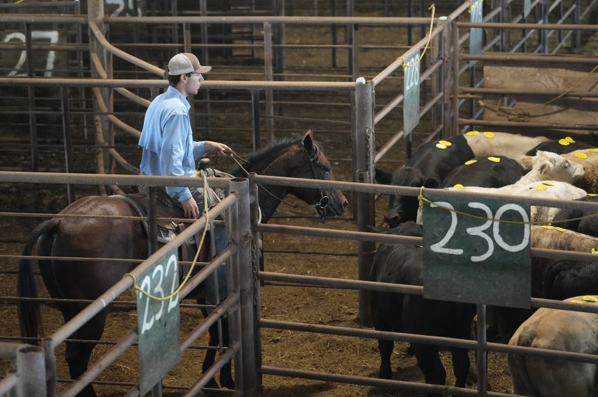 A cattle rancher moves cattle into pens at the Cattlemen's Columbus Livestock Auction in Columbus, Texas, on October 8.
