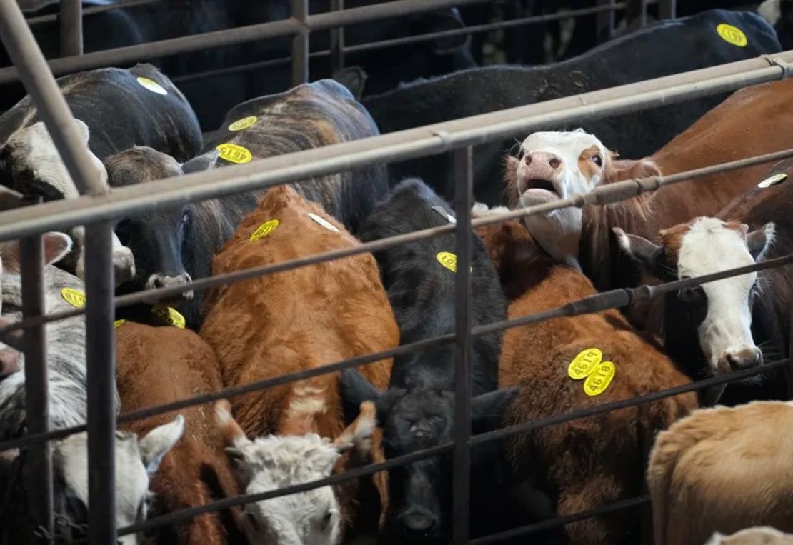 El ganado se exhibe en la subasta de ganado de Cattlemen's Columbus en Columbus, Texas, el 8 de octubre.