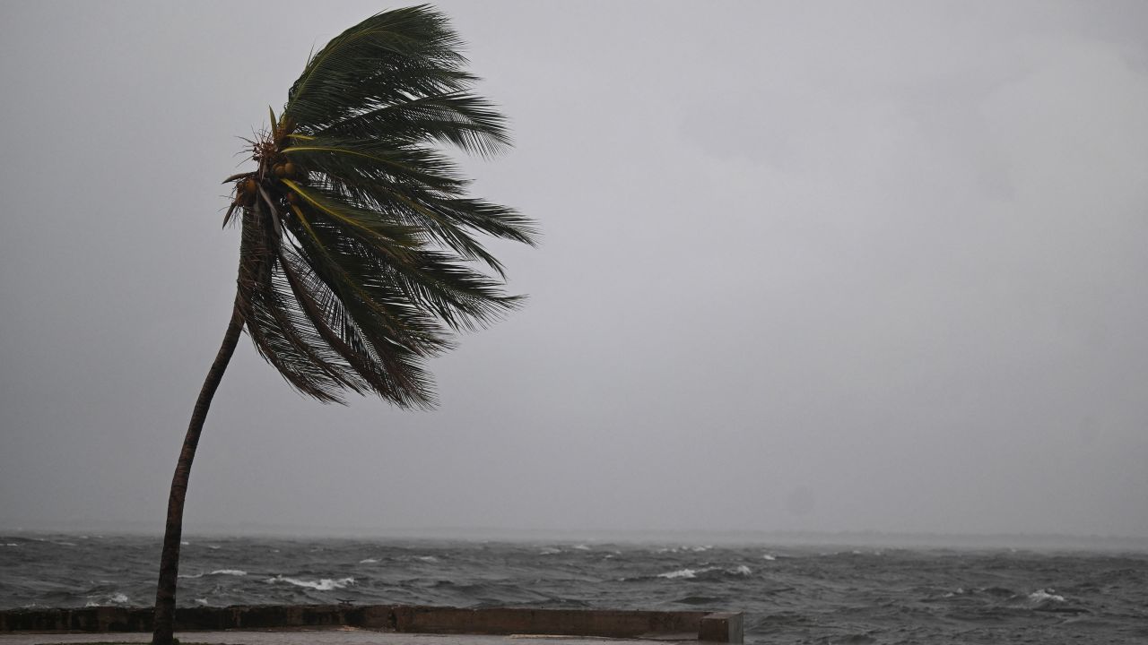 A coconut tree sways in the wind at the Kingston Waterfront on Ocean Boulevard in Kingston, Jamaica, as Jamaica starts to feel the effects of Hurricane Mellisa on October 26, 2025. Hurricane Melissa was cutting a deadly path in the Caribbean on the night of October 25, with rapid intensification expected over the weekend as it took a worryingly slow course toward Jamaica and the island of Hispaniola, forecasters said.