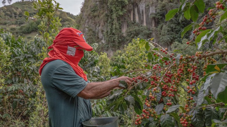 A coffee picker in Colombia.