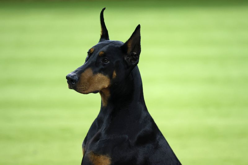 Westminster Dog Show: Penny the Doberman Pinscher outshines the