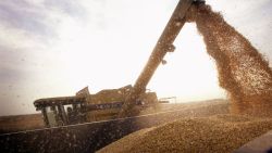 ROCKTON, IL - OCTOBER 9:  John Shedd, 85, loads a container with Bt-corn harvested from his son's farm October 9, 2003 near Rockton, Illinois. Shedd and his son farm 800 acres of the corn on farms in Illinois and Wisconsin. Bt-corn is a GMO (genetically modified organism) crop that offers growers an alternative to spraying an insecticide for control of European and southwestern corn borer. The Shedds sell the corn for use in ethanol.  (Photo by Scott Olson/Getty Images) 