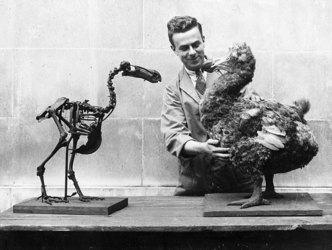 A dodo skeleton is seen in 1938 opposite a reconstructed model of the extinct bird in the National Museum Cardiff in Wales.