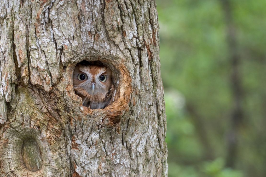 Eastern screech owl, finding shelter in a tree cavity. They often occupy abandoned woodpecker nest holes.