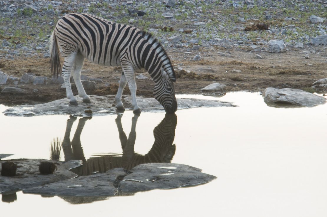 Una cebra en un abrevadero en mayo de 2015 en Halali en el Parque Etosha en Namibia.