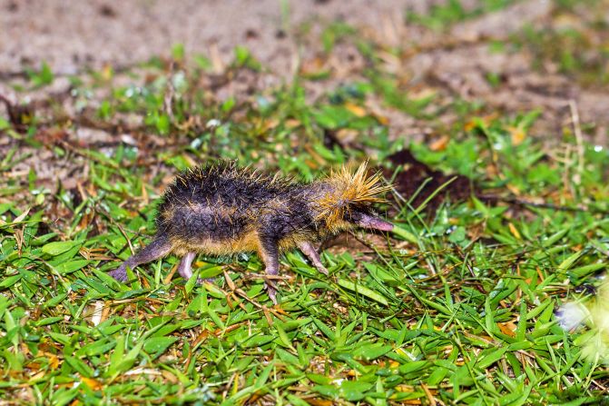 The <strong>lowland streaked tenrec</strong> is part of a group of mammals endemic to Madagascar. <a  target="_blank">Floor-dwelling tenrecs are often preyed upon by fossas and other animals</a>, but this species makes it hard work for predators. It will raise its long spines and jump at predators in attempt to scare them off, giving them a reputation as angry little critters. The same spines on its lower back can also rub together to create a high-pitched buzzing sound, which biologists think they use to communicate with their young.