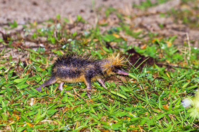 The <strong>lowland streaked tenrec</strong> is part of a group of mammals endemic to Madagascar. <a href="index.php?page=&url=https%3A%2F%2Fwww.nhm.ac.uk%2Fdiscover%2Fthe-weird-world-of-tenrecs.html" target="_blank">Floor-dwelling tenrecs are often preyed upon by fossas and other animals</a>, but this species makes it hard work for predators. It will raise its long spines and jump at predators in attempt to scare them off, giving them a reputation as angry little critters. The same spines on its lower back can also rub together to create a high-pitched buzzing sound, which biologists think they use to communicate with their young.