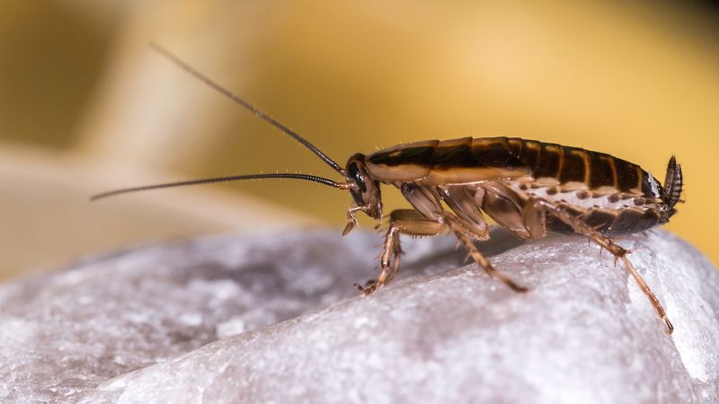 Проучването проследява неочаквания произход на хлебарките — и кой им е помогнал да се разпространят по света