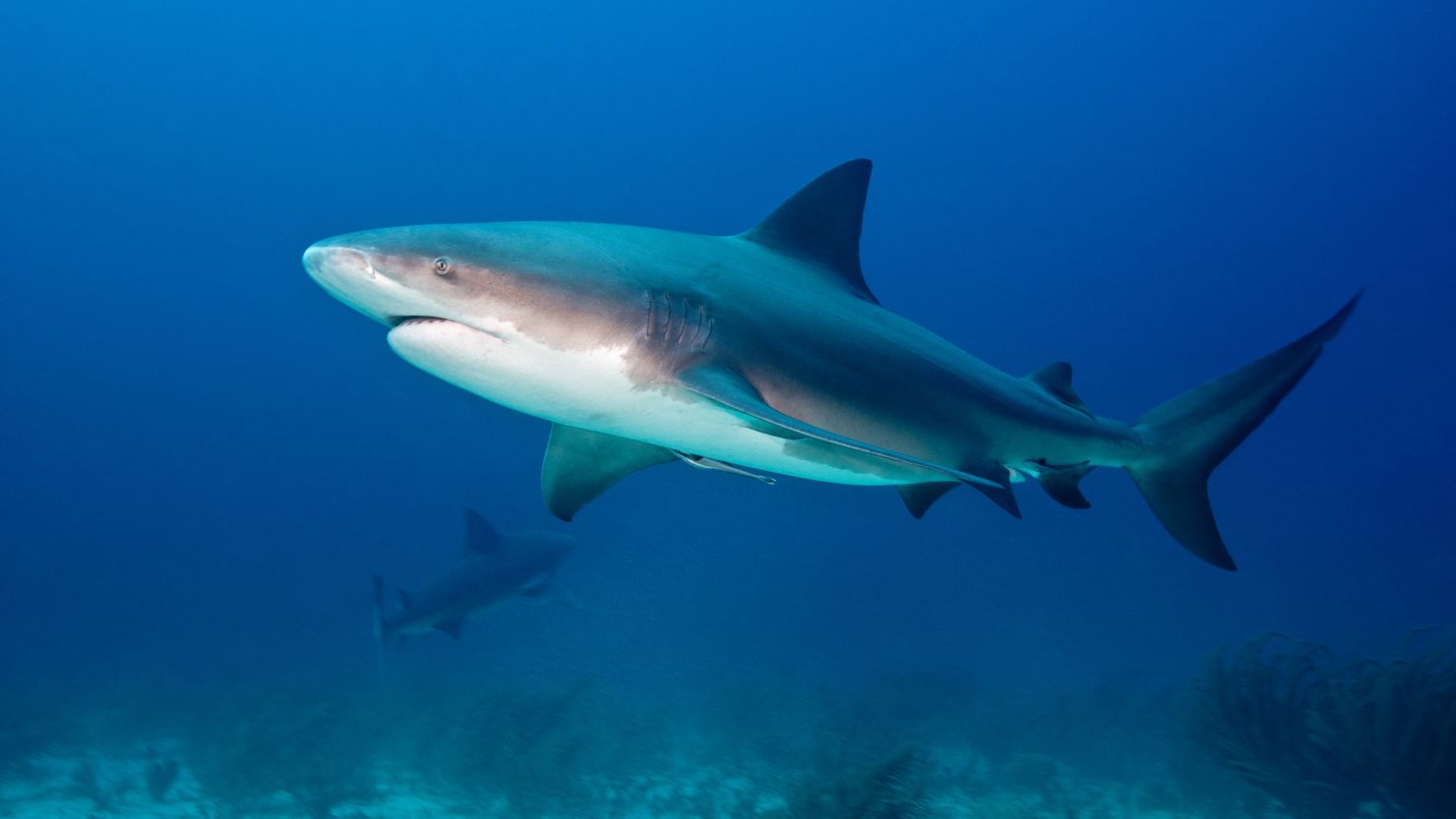 Researchers electronically tagged bull sharks with a transmitting locator device, which recorded the depth and temperature of the part of the ocean they swam to.