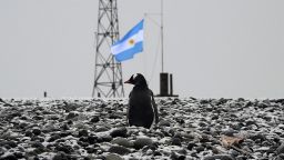 View of a penguin at the Argentinian military base of Camera in Antarctica taken during a mission of the Brazilian Navy's Oceanographic Ship Ary Rongel on March 8, 2014.     AFP PHOTO /VANDERLEI ALMEIDA        (Photo credit should read VANDERLEI ALMEIDA/AFP via Getty Images)