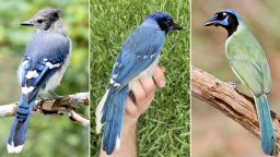 A rare hybrid (center) identified in a suburb of San Antonio is the result of mating between a male blue jay and a female green jay.