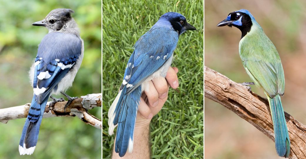 A rare hybrid (center) identified in a San Antonio suburb is the result of mating between a male blue jay (left) and a female green jay, a study found.