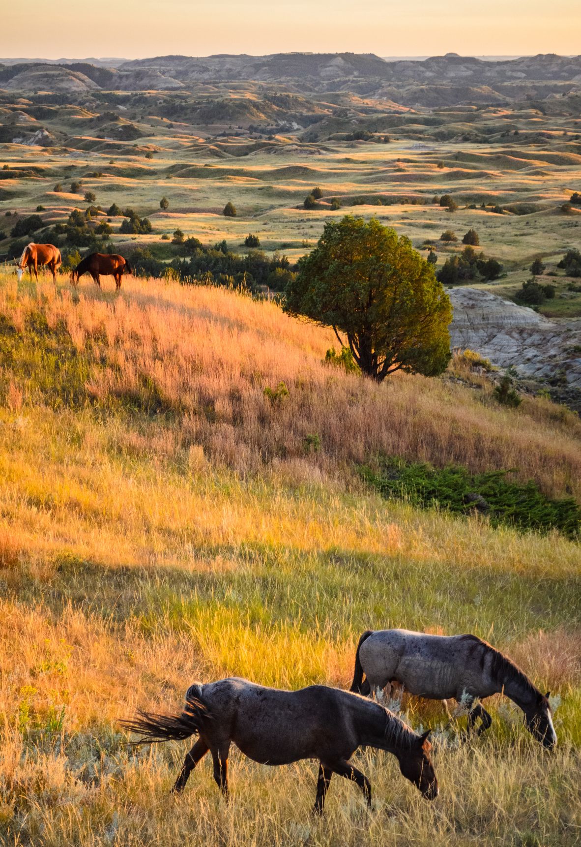 <strong>Theodore Roosevelt National Park: </strong>The majestic wilderness of North Dakota is about to get a Theodore Roosevelt Presidential Library.