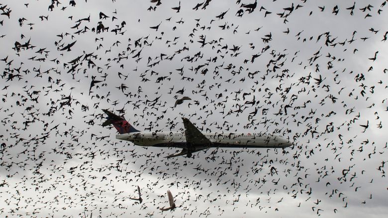 A flock of birds flies as a Delta airlines commuter plane lands at Reagan International Airport in Washington, DC on November 18, 2015. AFP PHOTO/ANDREW CABALLERO-REYNOLDS / AFP / Andrew Caballero-Reynolds        (Photo credit should read ANDREW CABALLERO-REYNOLDS/AFP via Getty Images)