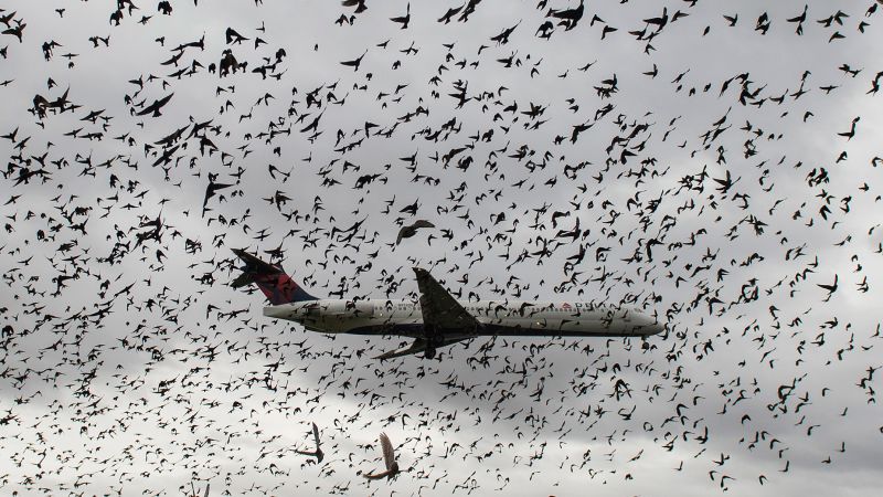 Ето какво се случва, когато самолет се сблъска с птица