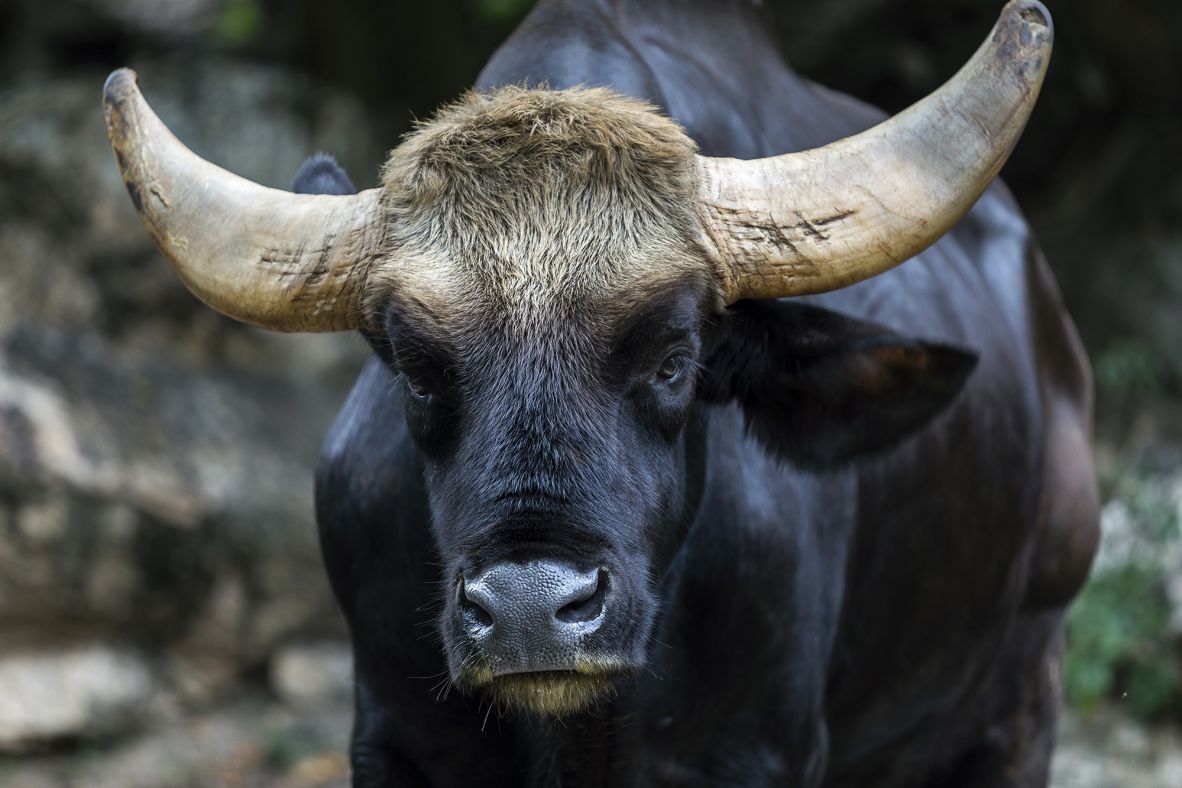 Gaur, the world’s largest species of wild cattle, are <a href="https://www.iucnredlist.org/fr/species/2891/46363646" target="_blank">declining</a> across their range in Asia, largely due to hunting and habitat fragmentation. Populations in Thailand’s protected areas are increasing, according to the <a href="https://www.iucnredlist.org/fr/species/2891/46363646" target="_blank">IUCN</a>, but numbers are still low. Tigers prey on gaur when available, although weighing up to <a href="https://www.thainationalparks.com/species/gaur" target="_blank">one ton</a>, it’s <a href="https://tigers.panda.org/news_and_stories/stories/wild_tiger_hunts_worlds_largest_bovine_in_thailand/" target="_blank">not the easiest meal</a>, even for an apex predator.