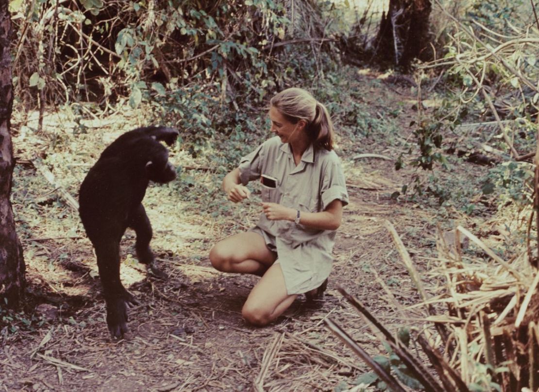 Muere Jane Goodall, la conservacionista que revolucionó el estudio de los  primates, a los 91 años | CNN