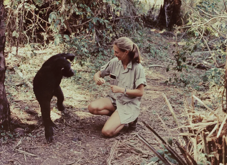 RIP, JANE GOODALL — WHO WAS JUST THAT: ALL GOOD! ❤️