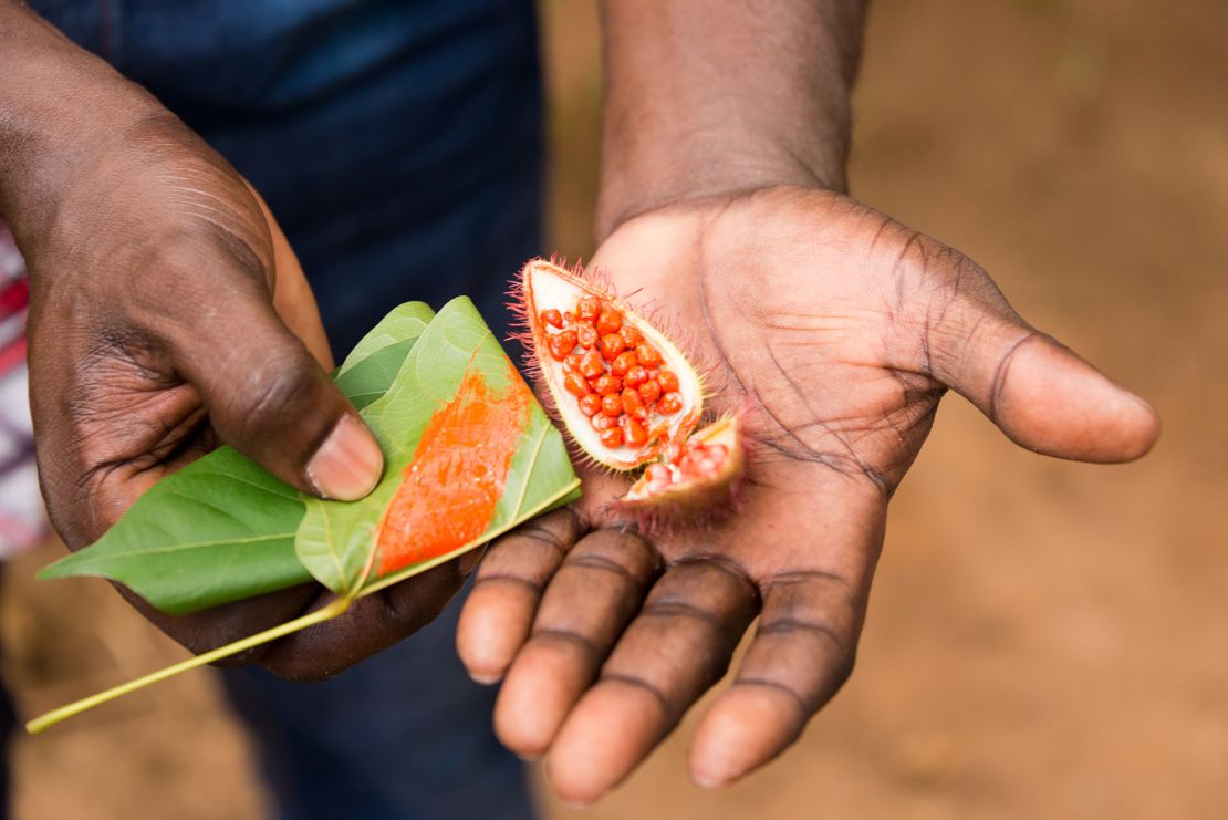 A farmworker on a spice farm on Zanzibar, off the coast of Tanzania, presents freshly harvested annatto seeds during a guided tour.