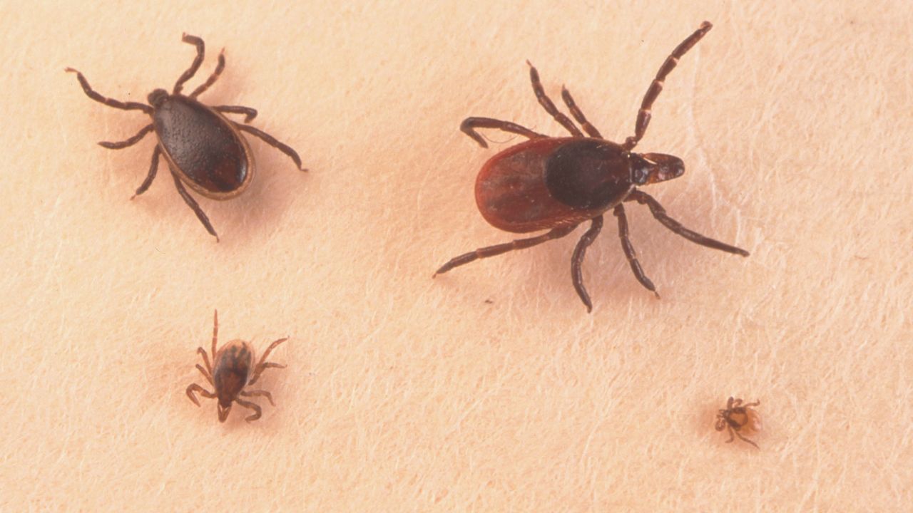 390650 01: A Close Up Of An Adult Female, An Adult Male, Nymph And Larva Tick Is Shown June 15, 2001. Ticks Cause An Acute Inflammatory Disease Characterized By Skin Changes, t Inflammation, And Flu-Like Symptoms Called Lyme Disease.  (Photo By Getty Images)