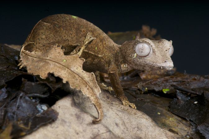 The <strong>Satanic leaf-tailed gecko</strong>, owner of a wonderfully self-explanatory name, lives in the highland rainforests of Madagascar. It uses its tail as camouflage to avoid snakes and birds, but that’s <a  target="_blank">not its only treelike feature</a>: it also has twig-shaped limbs, and skin colors resembling mottled leaves and lichen.