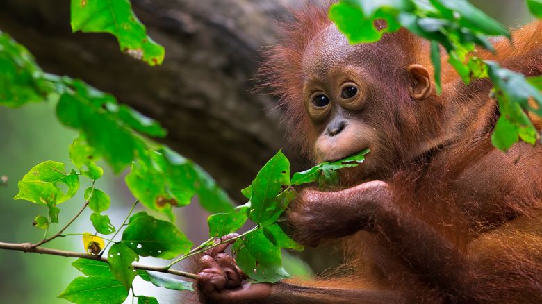 Orangutan in the jungle of Borneo, Malaysia.