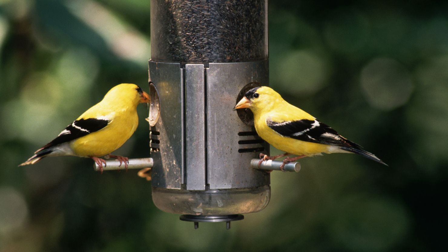 American goldfinches at a bird feeder.