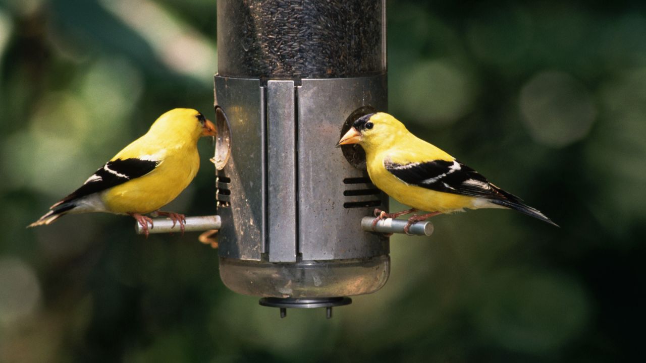 American goldfinches at bird feeder
