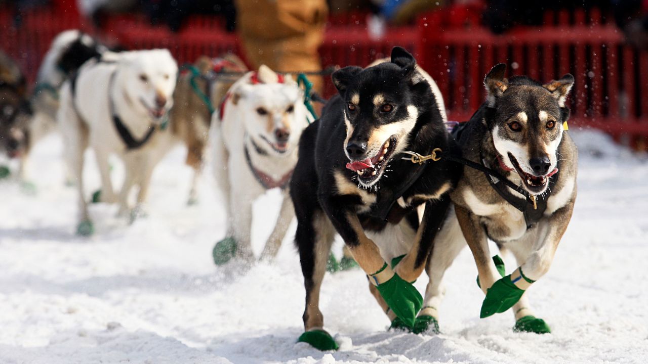 FORT KENT, ME - FEBRUARY 28:   Dogs on the team Todd Sullivan of Lanark, Ontario start the Irving Woodlands CAC 250 at the Can-Am Crown sled dog races in Fort Kent, Maine on Saturday, February 28, 2009. (Photo by Yoon S. Byun/The Boston Globe via Getty Images)