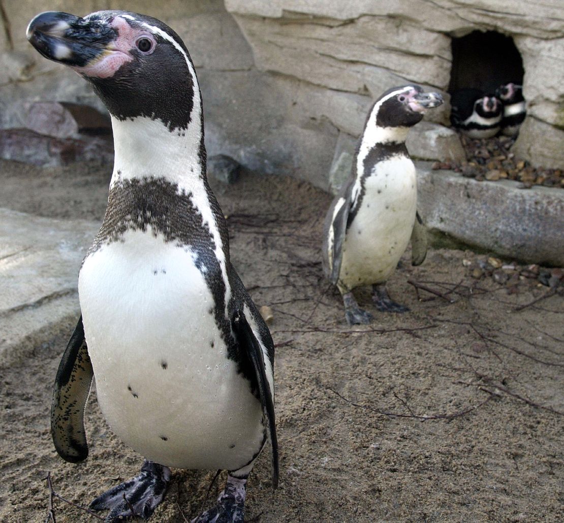 Two female penguins stand in front of a cavity where two pairs of male penguins 