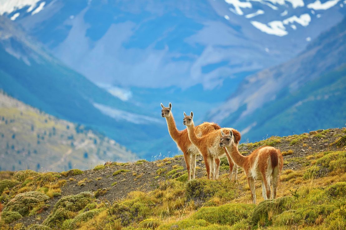 Patagonia, including Torres del Paine national park, is one of Lonely Planet's picks for 2024.