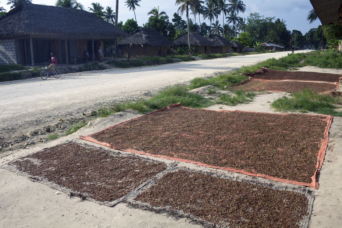 Cloves dry on the ground in Pempa.