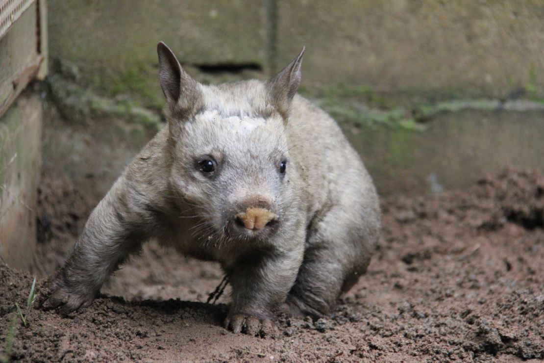 Los wombats, una de las especieo más conocidas de Australia, llegaron a estar al borde de la extinción en la décadade los 80, cuando solo quedaban unos 35 ejemplares. Sin embargo, la intervención del Gobierno y el trabajo de conservación de un grupo de investigadores han permitido un fuerte aumento de la población, que hoy cuenta con unos 400 ejemplares en libertad, <a href="/2025/01/24/mundo/bettong-cola-cepillada-borde-extincion-llamado-tierra-cte">ha reportado CNN.</a>