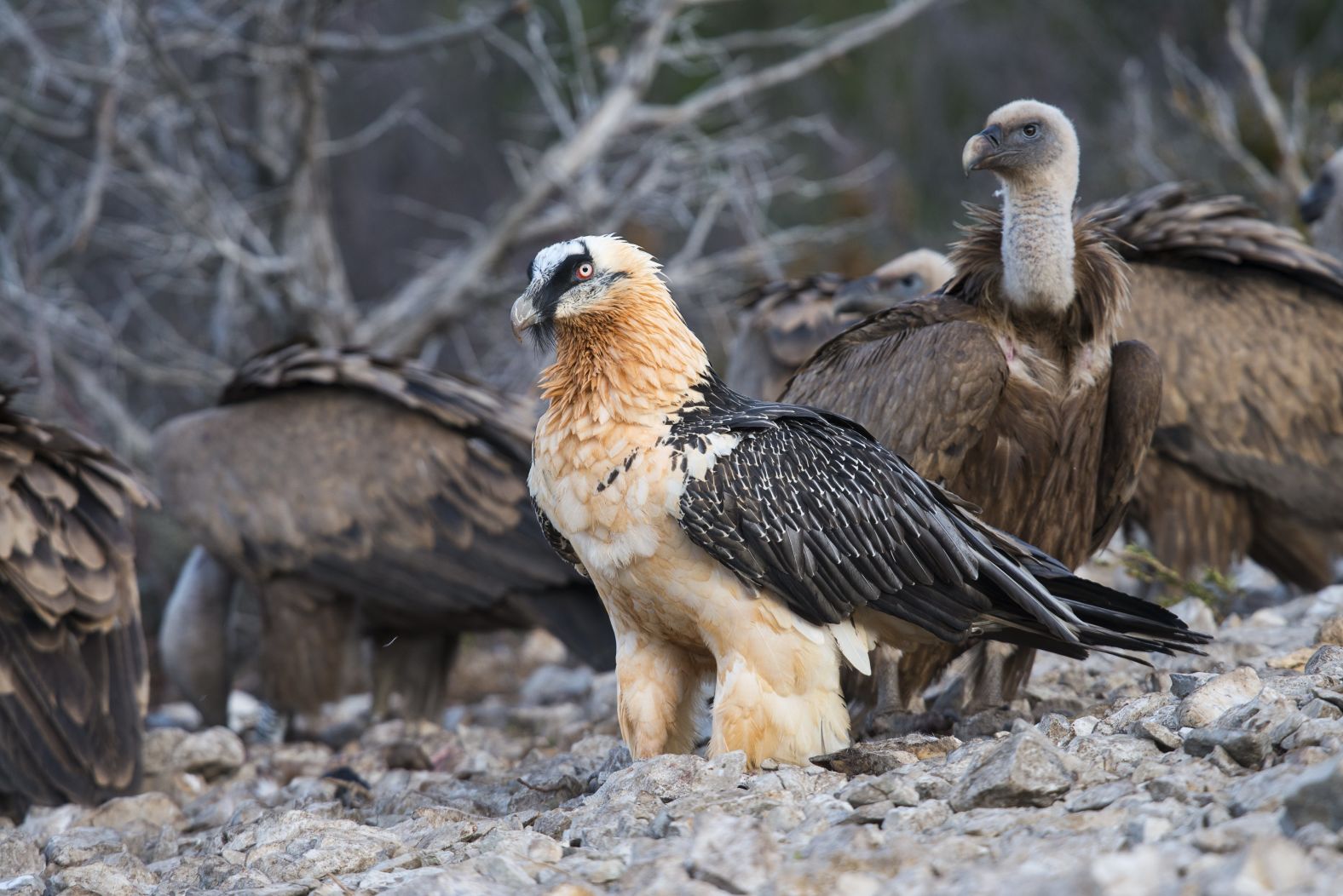 While releases in the Alps are winding down as the population grows naturally, the VCF is working on “replication and expansion” projects in Valencia and Andalucia in Spain, the Massif Central in France, and the Balkans, as well as possible projects in North Africa, said Tavares. Here, a bearded vulture is photographed among griffon vultures in the Spanish Catalan Pyrenees.